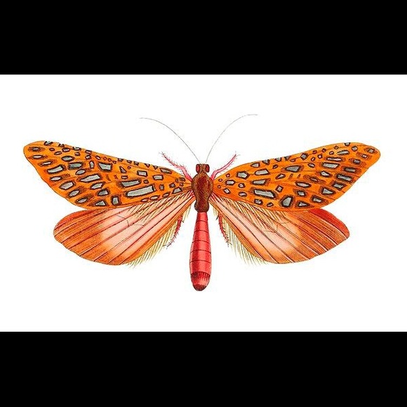 8 Horizontal Framed Butterfly Prints - Picture 9 of 9